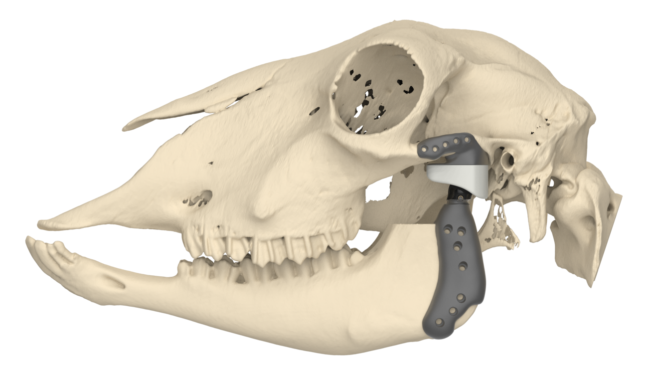 Preliminary kinematic result of a sheep specific 3D printed TMJ prosthesis
