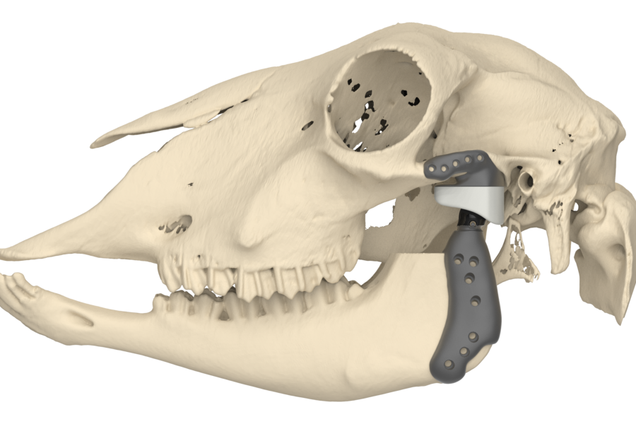 Preliminary kinematic result of a sheep specific 3D printed TMJ prosthesis